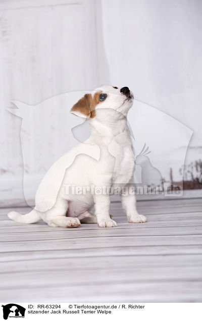 sitzender Jack Russell Terrier Welpe / sitting Jack Russell Terrier Puppy / RR-63294