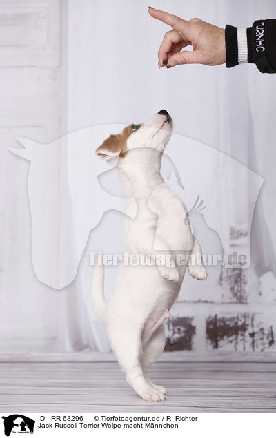 Jack Russell Terrier Welpe macht Mnnchen / begging Jack Russell Terrier Puppy / RR-63296