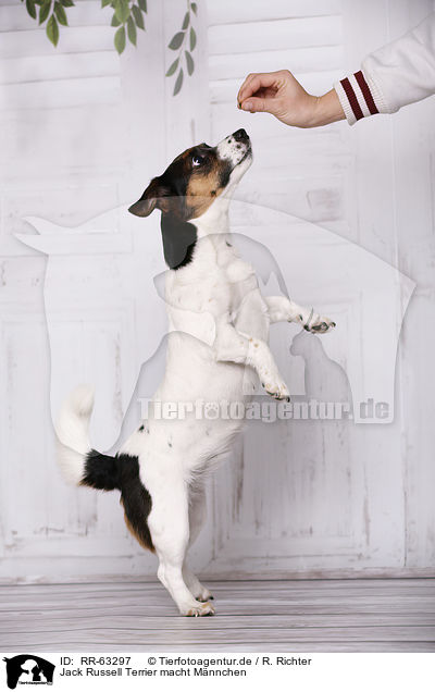 Jack Russell Terrier macht Mnnchen / begging Jack Russell Terrier / RR-63297