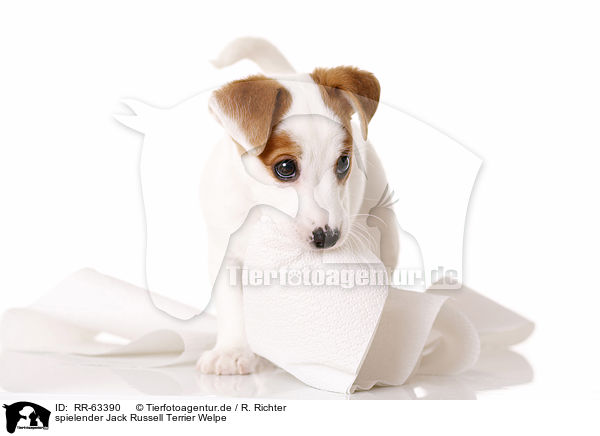 spielender Jack Russell Terrier Welpe / playing Jack Russell Terrier Puppy / RR-63390