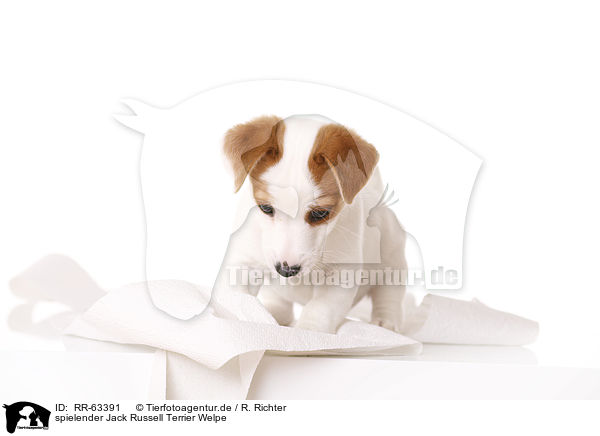 spielender Jack Russell Terrier Welpe / playing Jack Russell Terrier Puppy / RR-63391