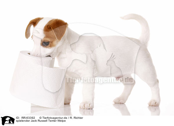 spielender Jack Russell Terrier Welpe / RR-63392