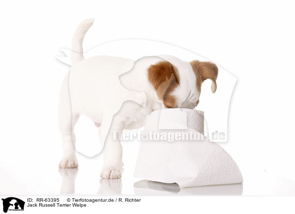 Jack Russell Terrier Welpe / Jack Russell Terrier Puppy / RR-63395