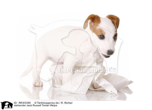 stehender Jack Russell Terrier Welpe / standing Jack Russell Terrier Puppy / RR-63399