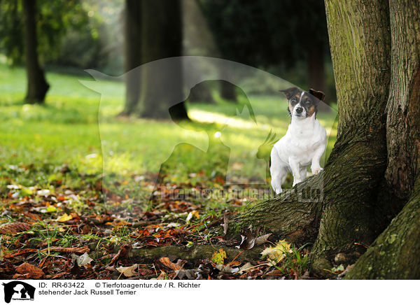 stehender Jack Russell Terrier / standing Jack Russell Terrier / RR-63422