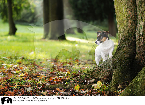 stehender Jack Russell Terrier / standing Jack Russell Terrier / RR-63423