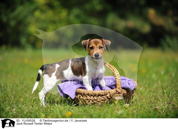 Jack Russell Terrier Welpe / YJ-09526