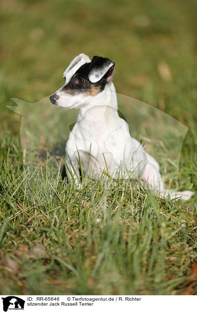 sitzender Jack Russell Terrier / sitting Jack Russell Terrier / RR-65646