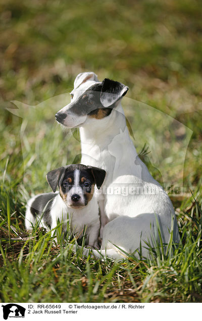 2 Jack Russell Terrier / 2 Jack Russell Terrier / RR-65649