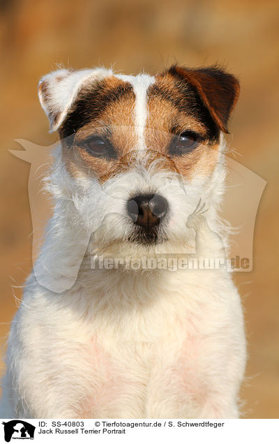 Jack Russell Terrier Portrait / SS-40803