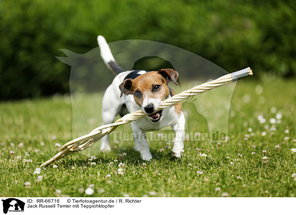 Jack Russell Terrier mit Teppichklopfer / Jack Russell Terrier with carpet beater / RR-66716