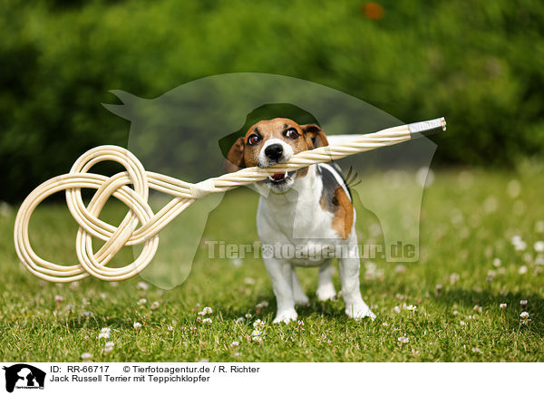 Jack Russell Terrier mit Teppichklopfer / Jack Russell Terrier with carpet beater / RR-66717