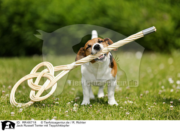 Jack Russell Terrier mit Teppichklopfer / Jack Russell Terrier with carpet beater / RR-66718