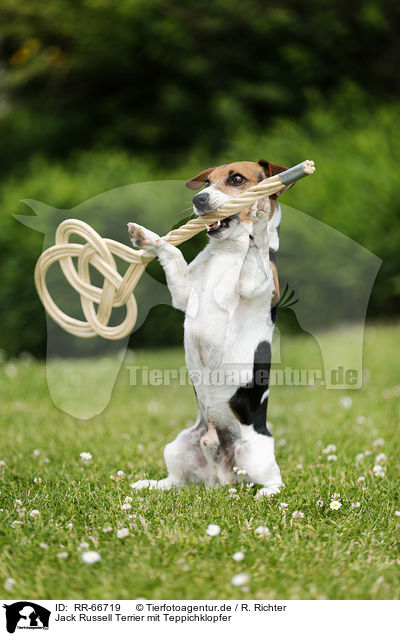 Jack Russell Terrier mit Teppichklopfer / Jack Russell Terrier with carpet beater / RR-66719