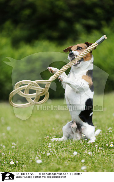 Jack Russell Terrier mit Teppichklopfer / Jack Russell Terrier with carpet beater / RR-66720