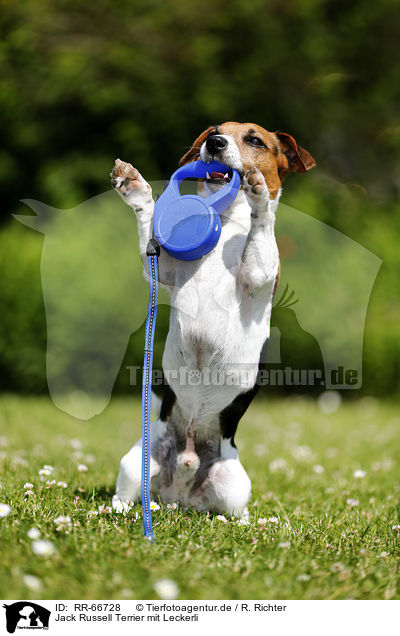 Jack Russell Terrier mit Leckerli / Jack Russell Terrier with / RR-66728