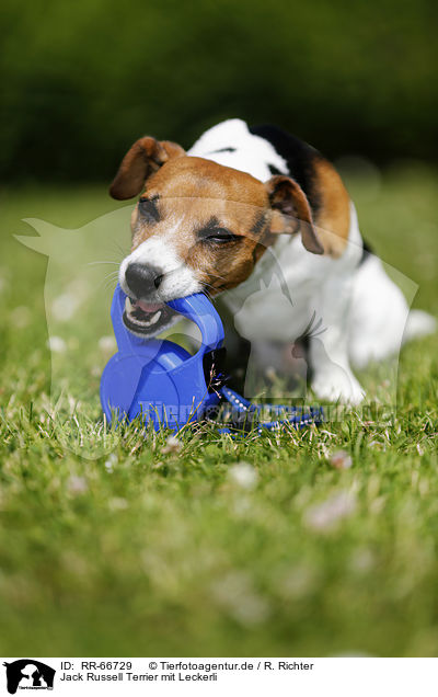Jack Russell Terrier mit Leckerli / Jack Russell Terrier with / RR-66729