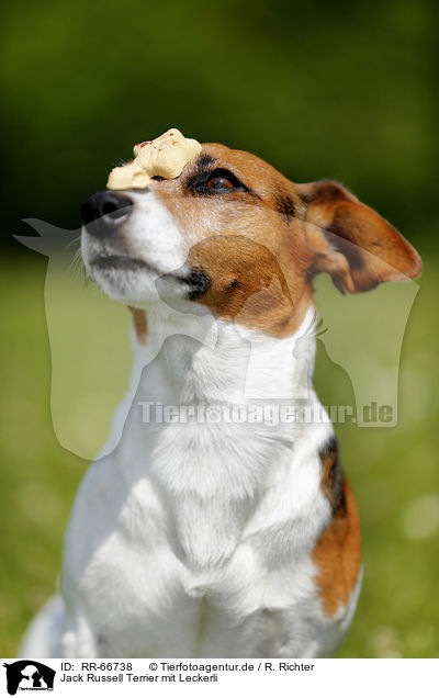Jack Russell Terrier mit Leckerli / Jack Russell Terrier with treat / RR-66738