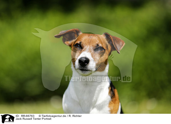 Jack Russell Terrier Portrait / RR-66763
