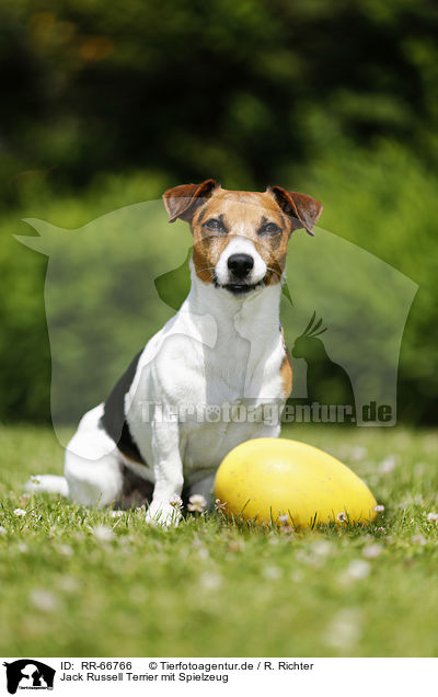 Jack Russell Terrier mit Spielzeug / Jack Russell Terrier with toy / RR-66766