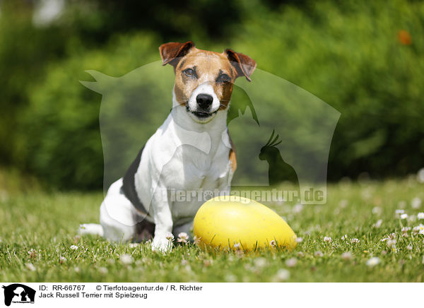 Jack Russell Terrier mit Spielzeug / Jack Russell Terrier with toy / RR-66767
