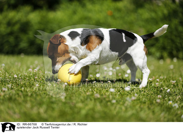 spielender Jack Russell Terrier / playing Jack Russell Terrier / RR-66768