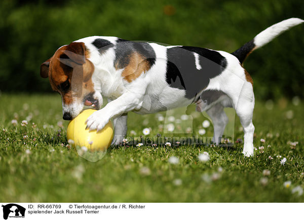 spielender Jack Russell Terrier / playing Jack Russell Terrier / RR-66769
