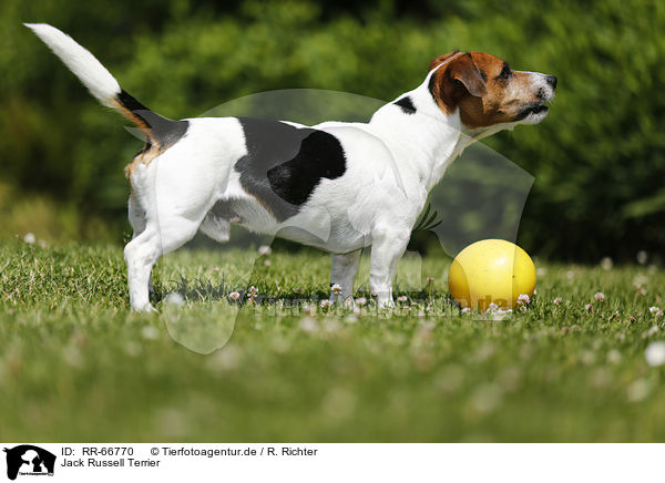 Jack Russell Terrier / Jack Russell Terrier / RR-66770