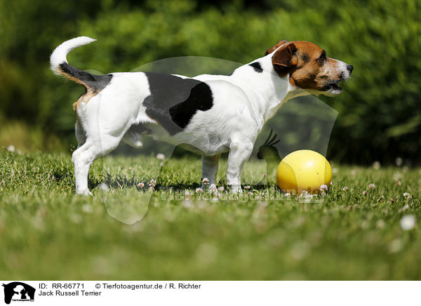 Jack Russell Terrier / Jack Russell Terrier / RR-66771