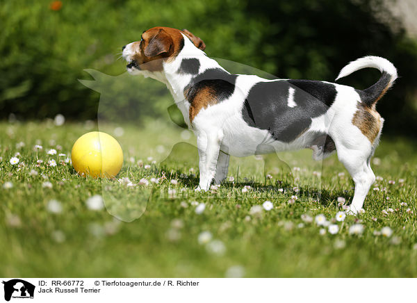 Jack Russell Terrier / Jack Russell Terrier / RR-66772
