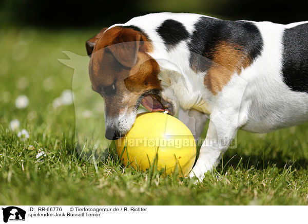 spielender Jack Russell Terrier / playing Jack Russell Terrier / RR-66776