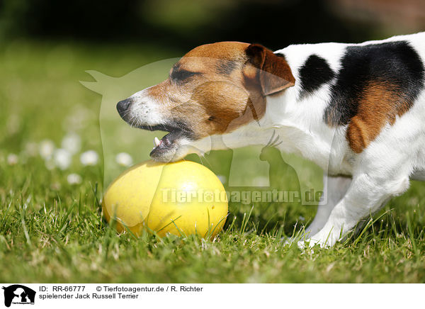 spielender Jack Russell Terrier / playing Jack Russell Terrier / RR-66777