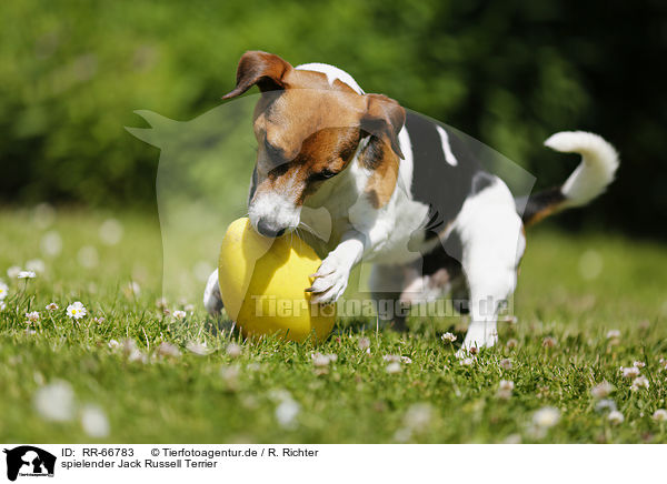 spielender Jack Russell Terrier / playing Jack Russell Terrier / RR-66783