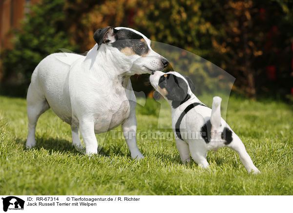 Jack Russell Terrier mit Welpen / Jack Russell Terrier and Puppy / RR-67314