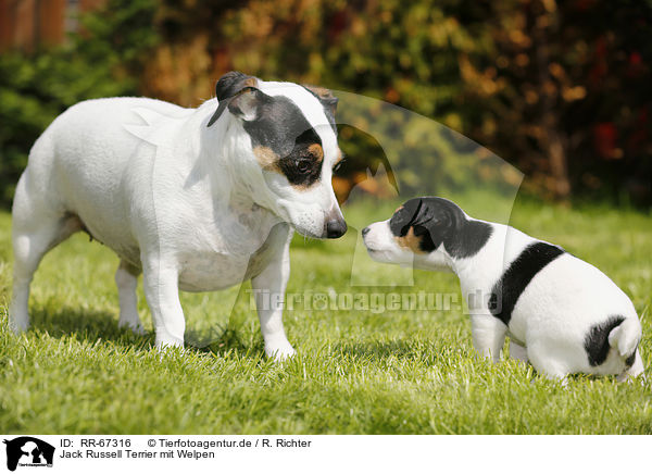 Jack Russell Terrier mit Welpen / Jack Russell Terrier and Puppy / RR-67316