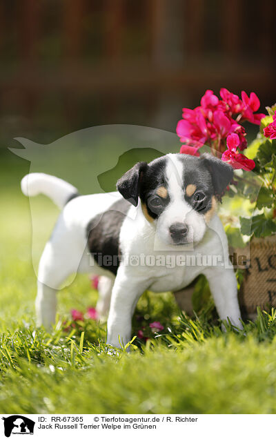 Jack Russell Terrier Welpe im Grnen / Jack Russell Terrier Puppy in the countryside / RR-67365
