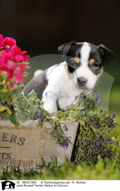Jack Russell Terrier Welpe im Grnen / Jack Russell Terrier Puppy in the countryside / RR-67368