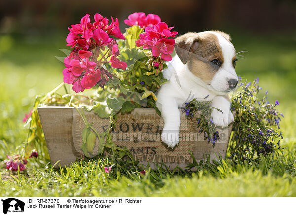 Jack Russell Terrier Welpe im Grnen / Jack Russell Terrier Puppy in the countryside / RR-67370