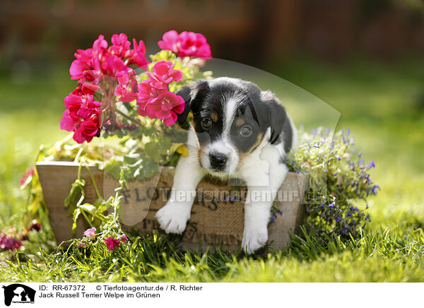 Jack Russell Terrier Welpe im Grnen / Jack Russell Terrier Puppy in the countryside / RR-67372
