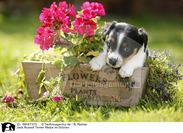 Jack Russell Terrier Welpe im Grnen / Jack Russell Terrier Puppy in the countryside / RR-67375