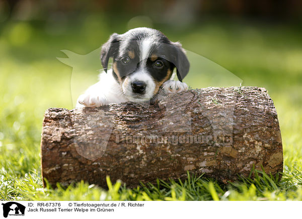 Jack Russell Terrier Welpe im Grnen / Jack Russell Terrier Puppy in the countryside / RR-67376