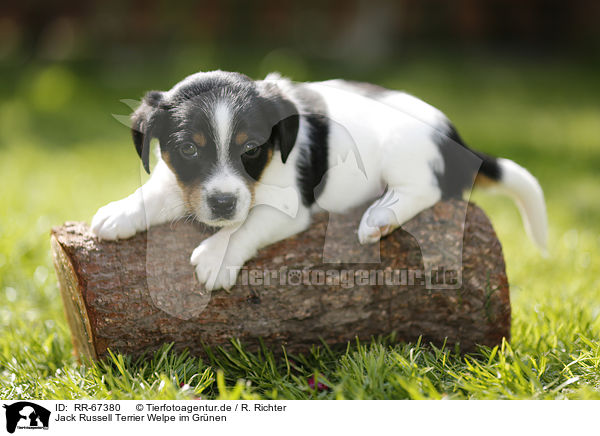 Jack Russell Terrier Welpe im Grnen / Jack Russell Terrier Puppy in the countryside / RR-67380