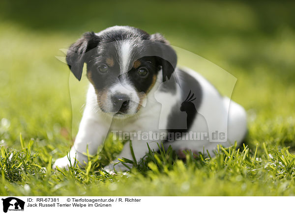 Jack Russell Terrier Welpe im Grnen / Jack Russell Terrier Puppy in the countryside / RR-67381