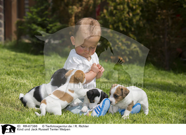 Kind und Jack Russell Terrier Welpen / Child and Jack Russell Terrier Puppies / RR-67386