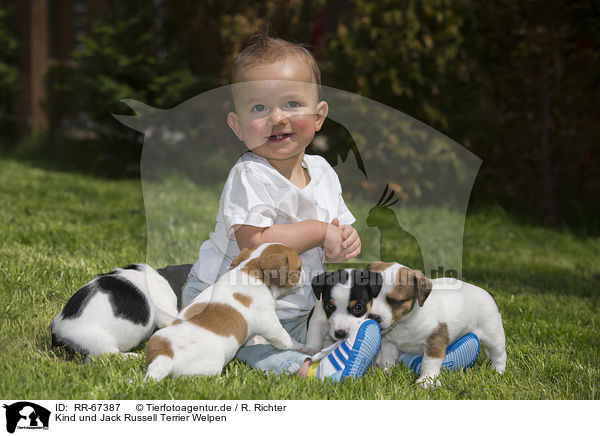 Kind und Jack Russell Terrier Welpen / Child and Jack Russell Terrier Puppies / RR-67387