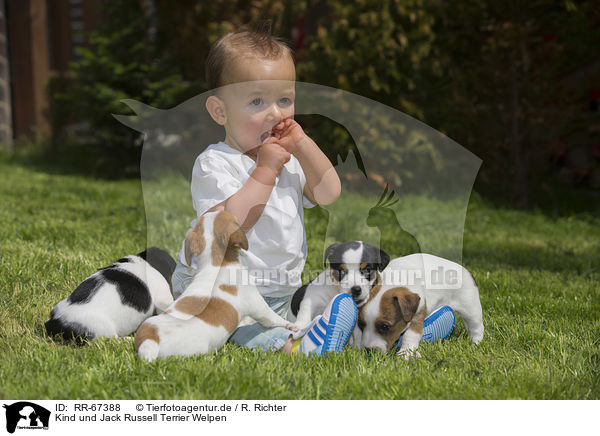 Kind und Jack Russell Terrier Welpen / Child and Jack Russell Terrier Puppies / RR-67388