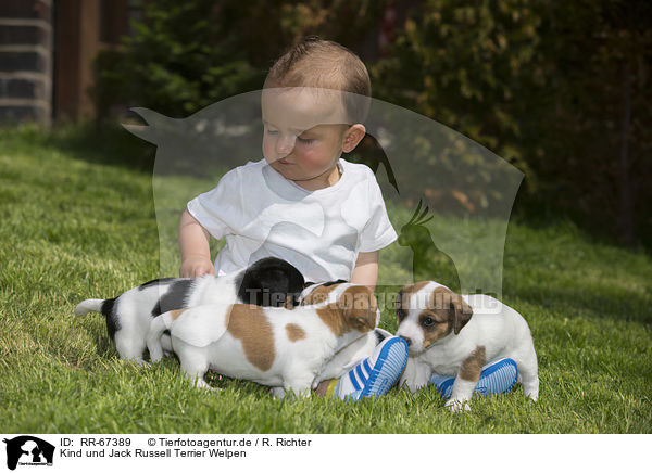 Kind und Jack Russell Terrier Welpen / Child and Jack Russell Terrier Puppies / RR-67389