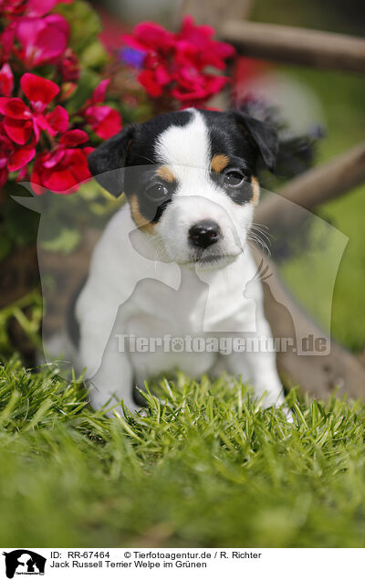 Jack Russell Terrier Welpe im Grnen / Jack Russell Terrier Puppy in the countryside / RR-67464