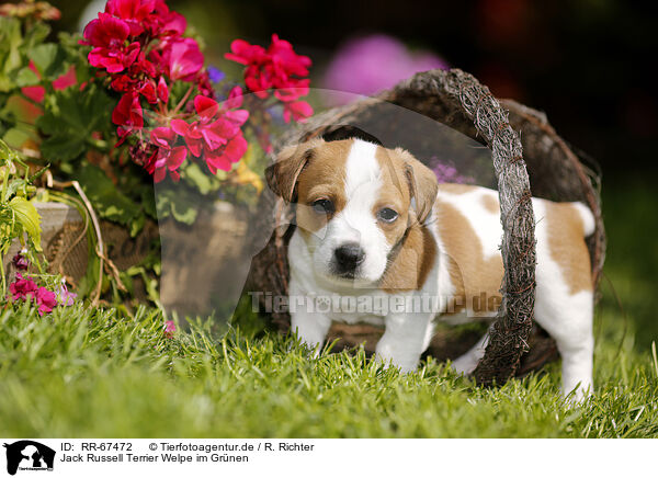 Jack Russell Terrier Welpe im Grnen / RR-67472