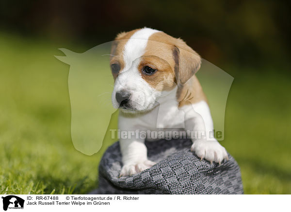 Jack Russell Terrier Welpe im Grnen / Jack Russell Terrier Puppy in the countryside / RR-67488